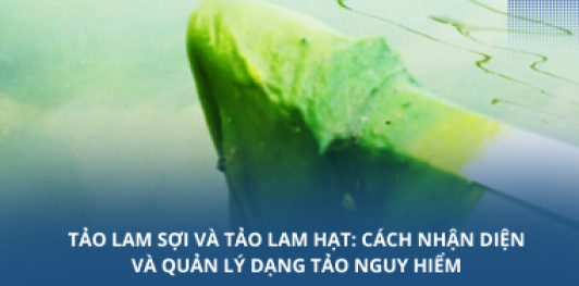 Tảo lam sợi và tảo lam hạt: Cách nhận diện và quản lý dạng tảo nguy hiểm